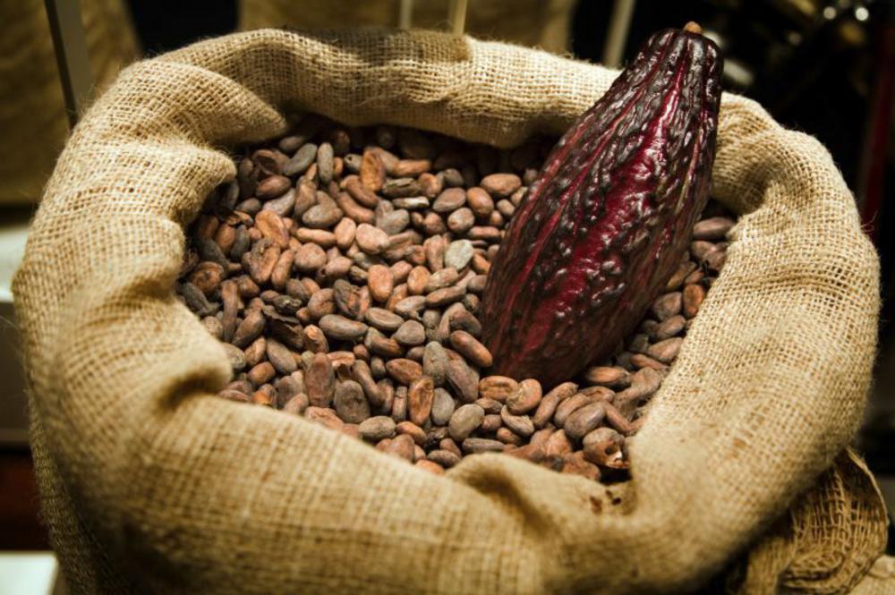 Raw-Cacao-Pod-With-Beans